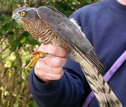 Sparrowhawk photographed at Ty Coed on 17/11/2005. Photo: © Paul Veron