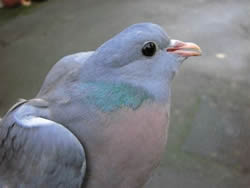 Stock Dove photographed at unknown on 0/2/2006. Photo: © Jamie Hooper