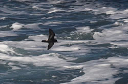Storm Petrel photographed at Pelagic [PEL] on 6/8/2006. Photo: © Vic Froome