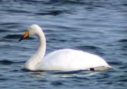 Whooper Swan photographed at Grandes Havres [GHA] on 19/10/2002. Photo: © Mark Lawlor