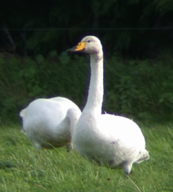 Whooper Swan photographed at Rue des Bergers [BER] on 3/11/2002. Photo: © Mark Lawlor