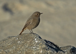 Black Redstart photographed at Grandes Rocques on 20/11/2005. Photo: © Barry Wells
