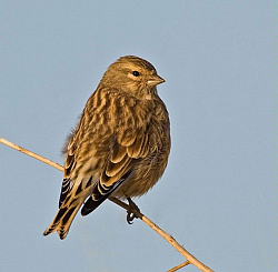 Linnet photographed at Pulias on 11/10/2008. Photo: © Barry Wells